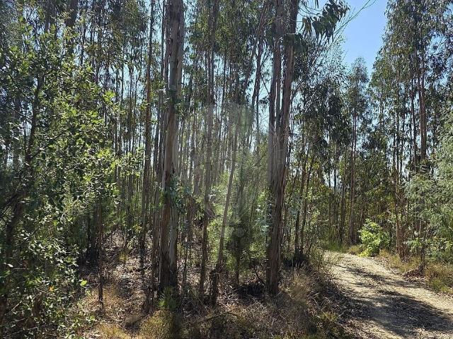 Terreno à venda em Santa Comba Dão e Couto do Mosteiro, Santa Comba Dão RE/MAX Portugal