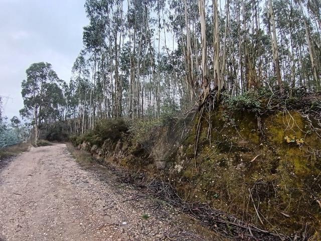 Terreno à venda em Santiago e São Simão de Litém e Albergaria dos Doze, Pombal RE/MAX Portugal