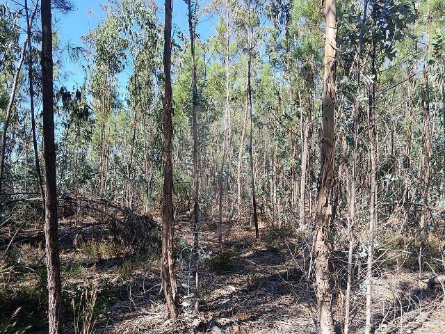 Terreno à venda em Santiago e São Simão de Litém e Albergaria dos Doze, Pombal RE/MAX Portugal