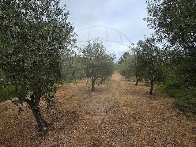Terreno à venda em Santiago e São Simão de Litém e Albergaria dos Doze, Pombal RE/MAX Portugal