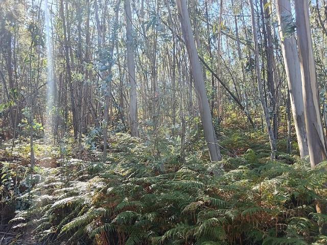 Terreno à venda em Santiago e São Simão de Litém e Albergaria dos Doze, Pombal RE/MAX Portugal