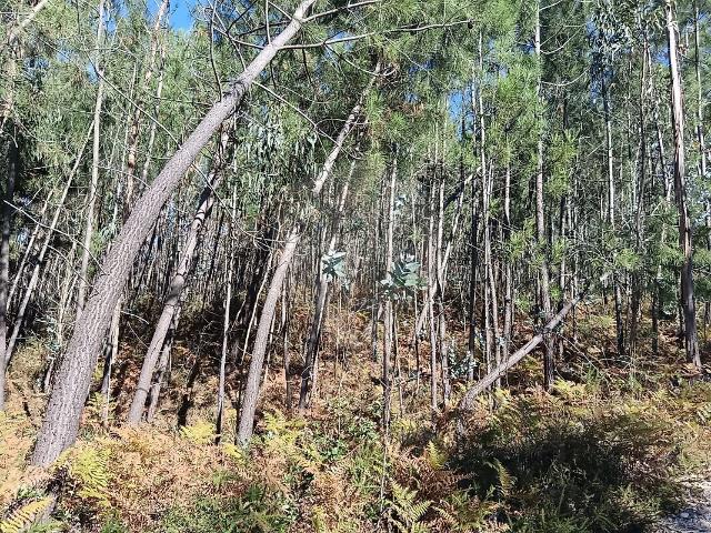 Terreno à venda em Santiago e São Simão de Litém e Albergaria dos Doze, Pombal RE/MAX Portugal