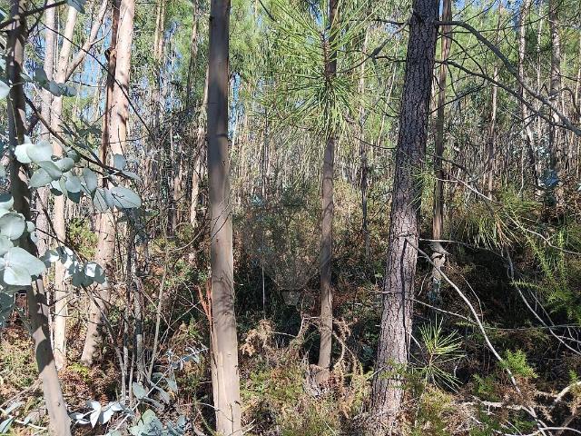Terreno à venda em Santiago e São Simão de Litém e Albergaria dos Doze, Pombal RE/MAX Portugal