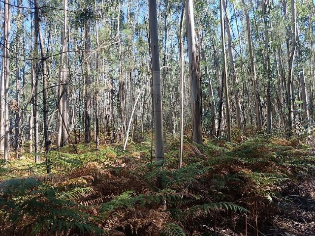 Terreno à venda em Santiago e São Simão de Litém e Albergaria dos Doze, Pombal RE/MAX Portugal
