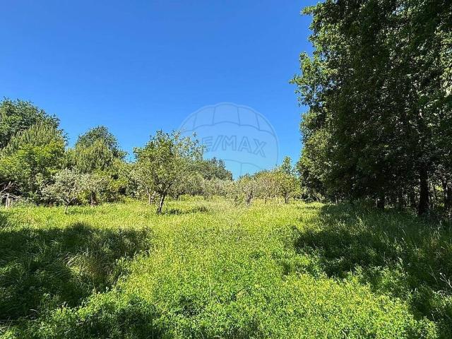 Terreno à venda em Seia, São Romão e Lapa dos Dinheiros, Seia RE/MAX Portugal