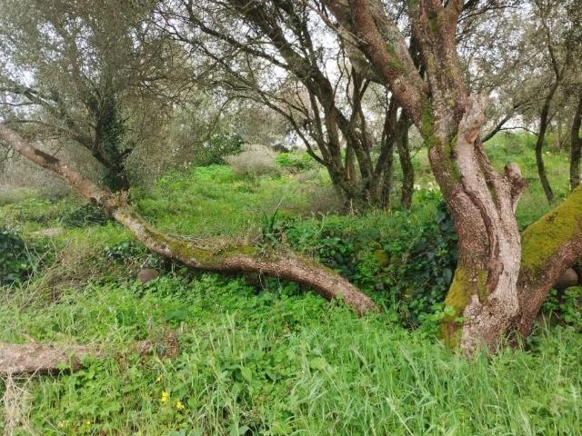 Terreno à venda em Sintra