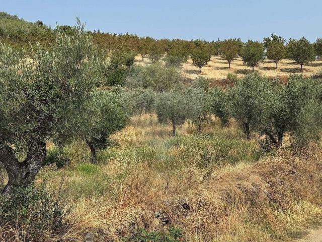 Terreno à venda em Suçães, Mirandela RE/MAX Portugal