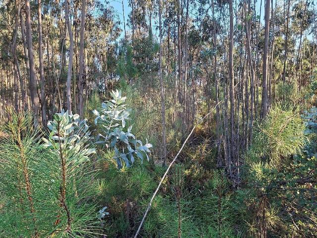 Terreno à venda em Pombal, Pombal RE/MAX Portugal