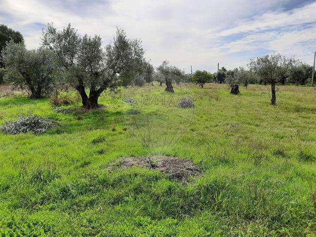 Terreno à venda em Pombal