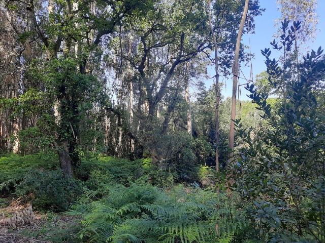 Terreno à venda em Pombal