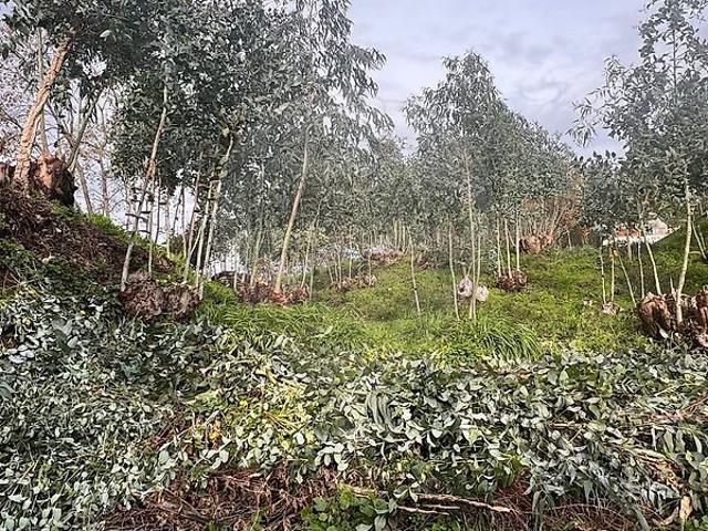Terreno à venda em Pombal