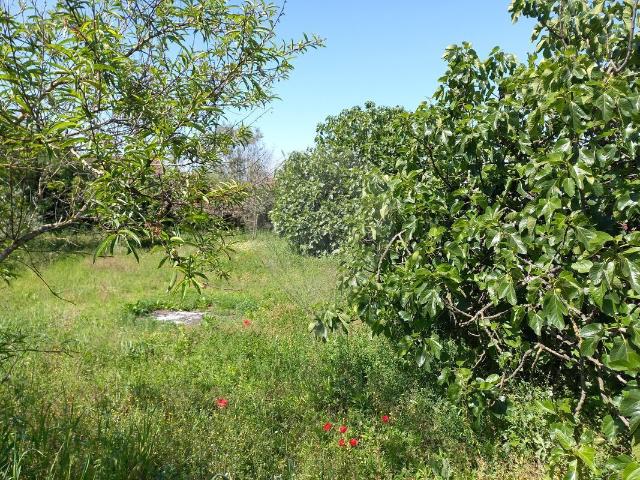 Terreno à venda em Pombal