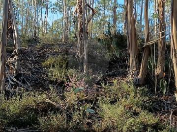 Terreno à venda em Pombal