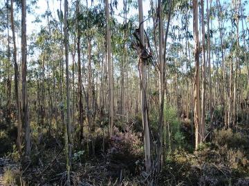 Terreno à venda em Pombal