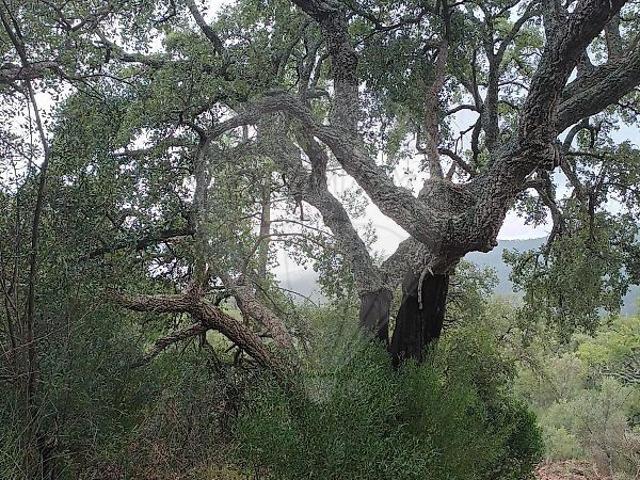 Terreno à venda em Portalegre