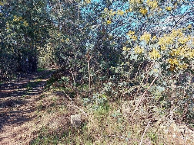 Terreno à venda em Pedrógão de São Pedro e Bemposta, Penamacor RE/MAX Portugal