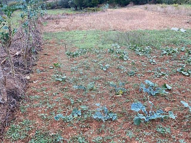Terreno à venda em Pedreiras, Porto de Mós RE/MAX Portugal
