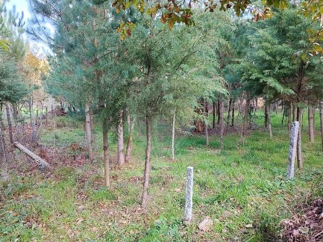 Terreno à venda em Queirã, Vouzela RE/MAX Portugal