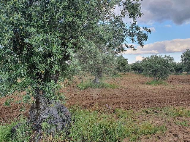 Terreno à venda em Reguengos de Monsaraz