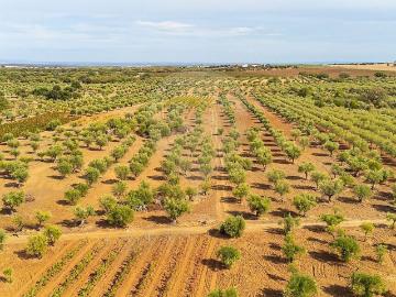 Terreno à venda em Reguengos de Monsaraz