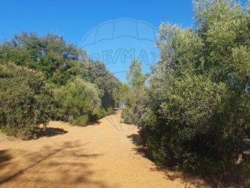Terreno à venda em Torres Novas