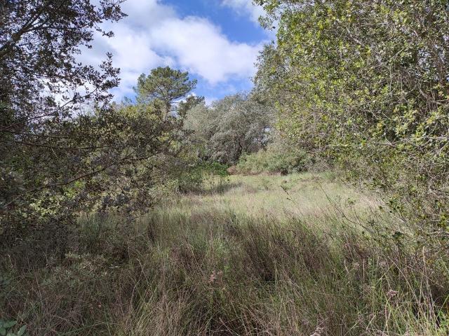 Terreno à venda em Torres Novas