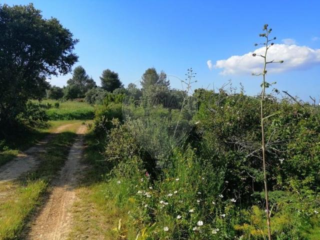 Terreno à venda em Torres Novas