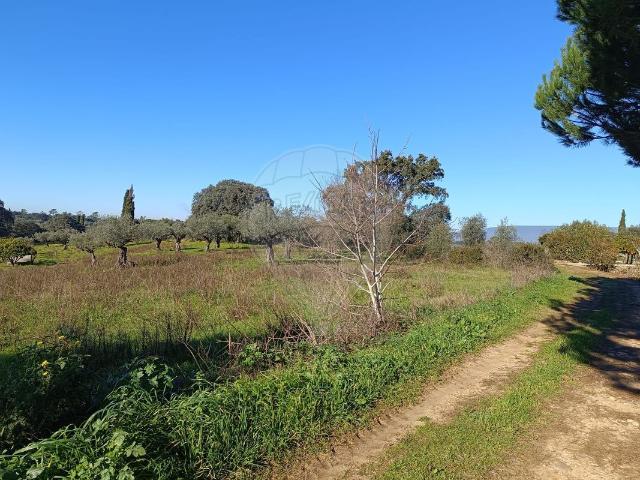 Terreno à venda em Torres Novas
