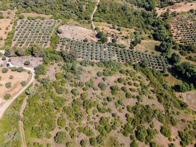 Terreno à venda em Torres Novas