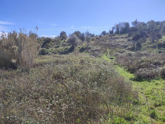 Terreno à venda em Torres Novas