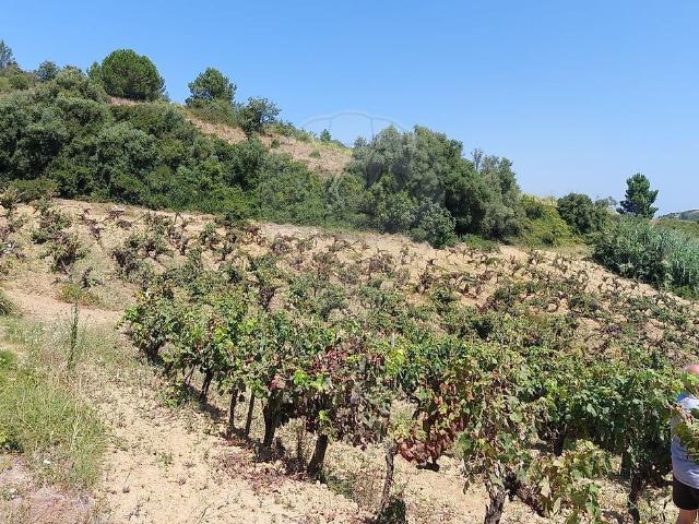 Terreno à venda em Torres Vedras São Pedro, Santiago, Santa Maria do Castelo e São Miguel e Matacães, Torres Vedras RE/MAX Portugal