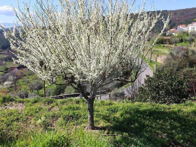 Terreno à venda em Tortosendo, Covilhã RE/MAX Portugal