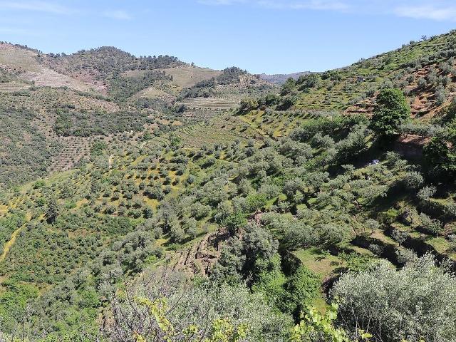Terreno à venda em Távora e Pereiro, Tabuaço RE/MAX Portugal