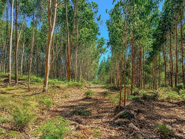 Terreno à venda em Tamel Santa Leocádia e Vilar do Monte, Barcelos RE/MAX Portugal