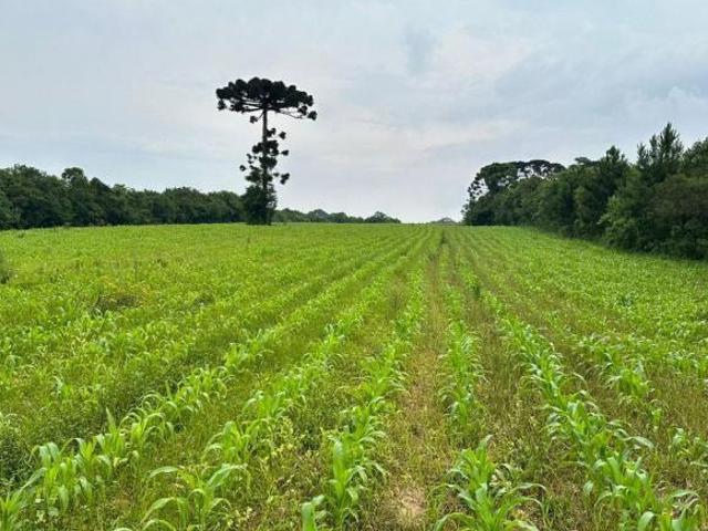 Terreno à venda em Umbará