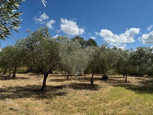 Terreno à venda em Vale de Prazeres e Mata da Rainha, Fundão RE/MAX Portugal