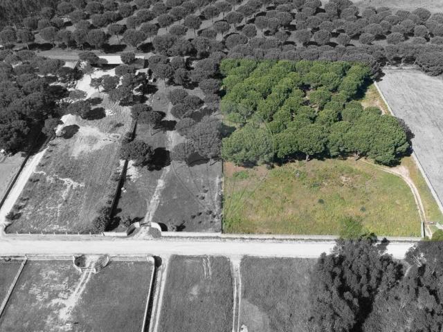 Terreno à venda em Vendas Novas