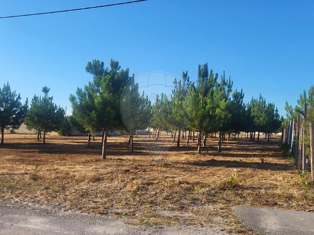 Terreno à venda em Vieira de Leiria, Marinha Grande RE/MAX Portugal