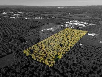 Terreno à venda em Vila Viçosa
