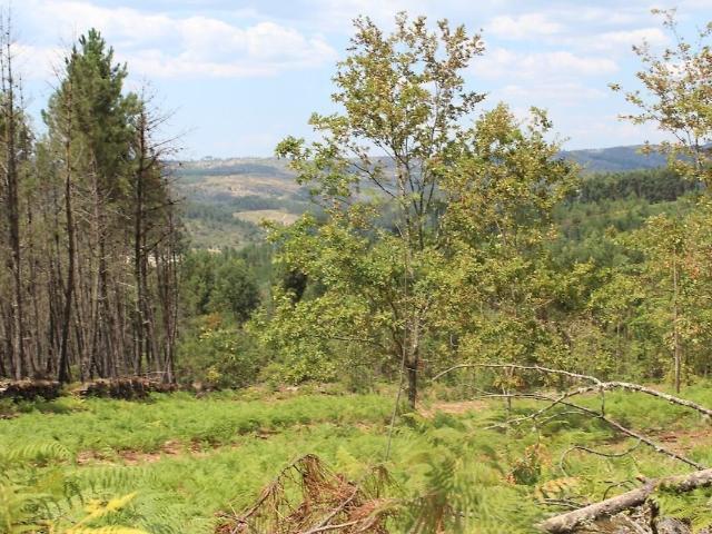 Terreno à venda em Vila Cova do Covelo/Mareco, Penalva do Castelo RE/MAX Portugal