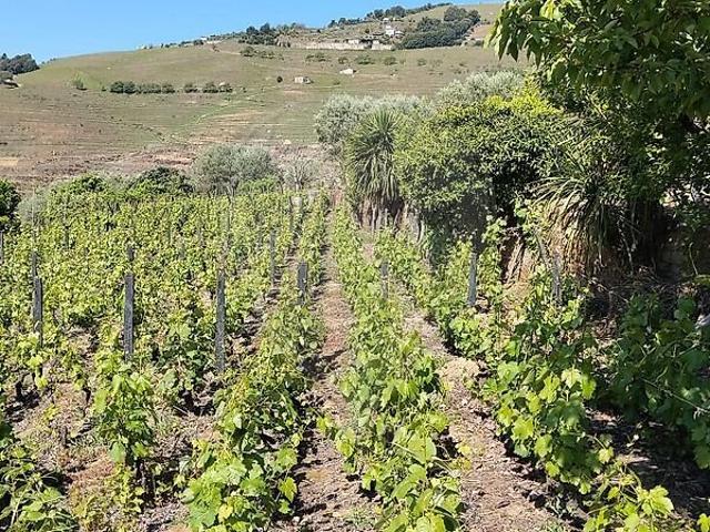 Terreno à venda em Vila Marim, Mesão Frio RE/MAX Portugal