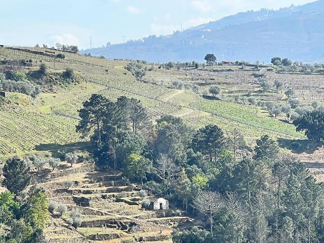 Terreno à venda em Vila Marim, Mesão Frio RE/MAX Portugal
