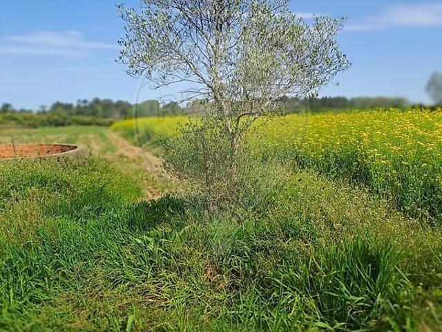 Terreno à venda em Vilarinho do Bairro, Anadia RE/MAX Portugal