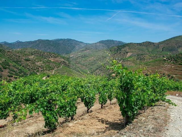 Terreno à venda em Vilarouco e Pereiros, São João da Pesqueira RE/MAX Portugal