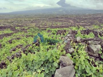 Terreno à venda Madalena, Açores