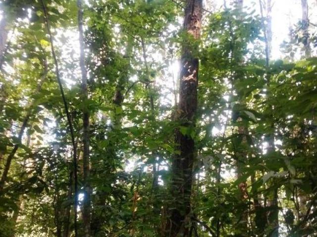 Terreno à venda por R$ 600.000 Canela/RS