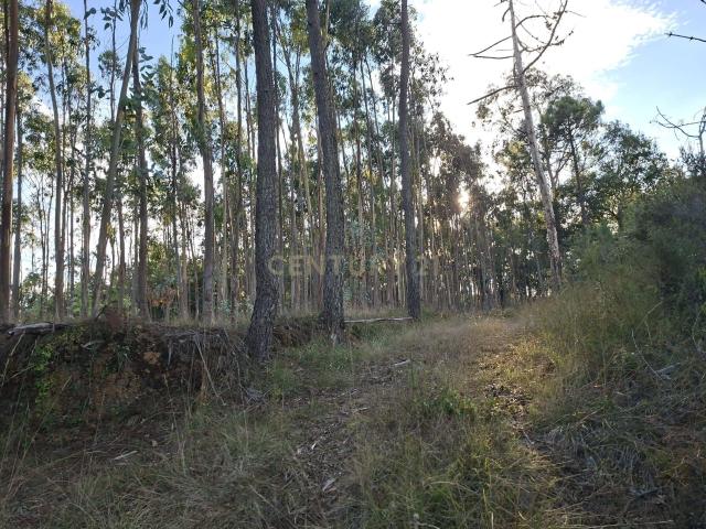 Terreno Agroflorestal em Gesteira, Soure 9110m²