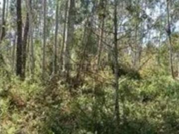 Terreno Agroflorestal em Vila Cã, Pombal 180m² por 25.500€