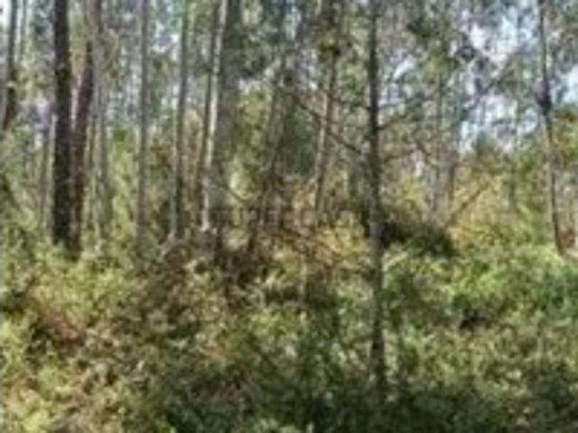 Terreno Agroflorestal em Vila Cã, Pombal 180m² por 25.500€