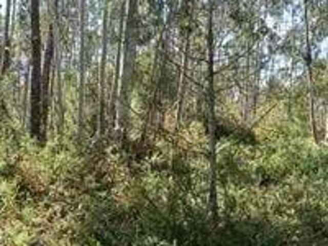 Terreno Agroflorestal em Vila Cã, Pombal 180m² por 25.500€